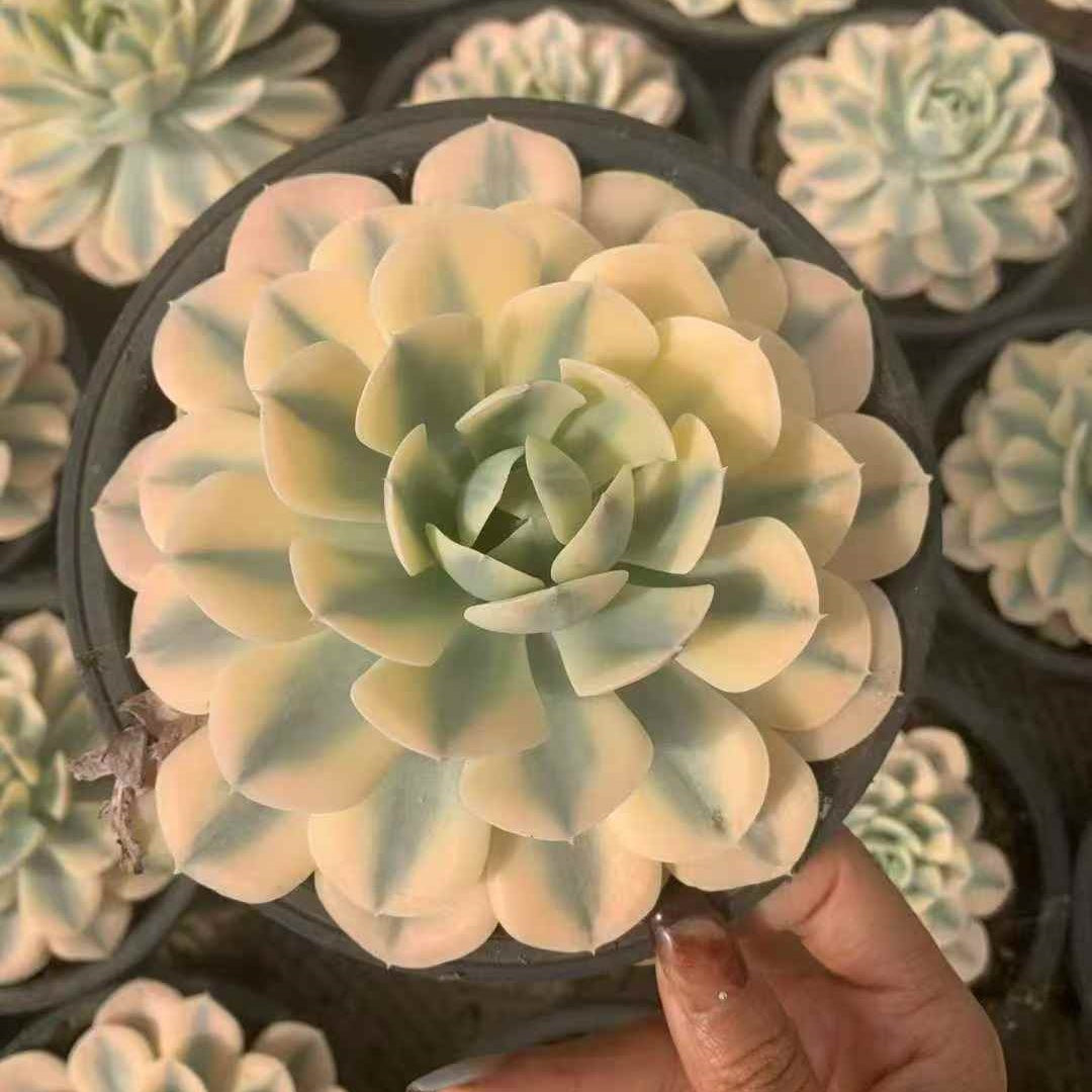 23649 マケベニア錦（16cm pot）