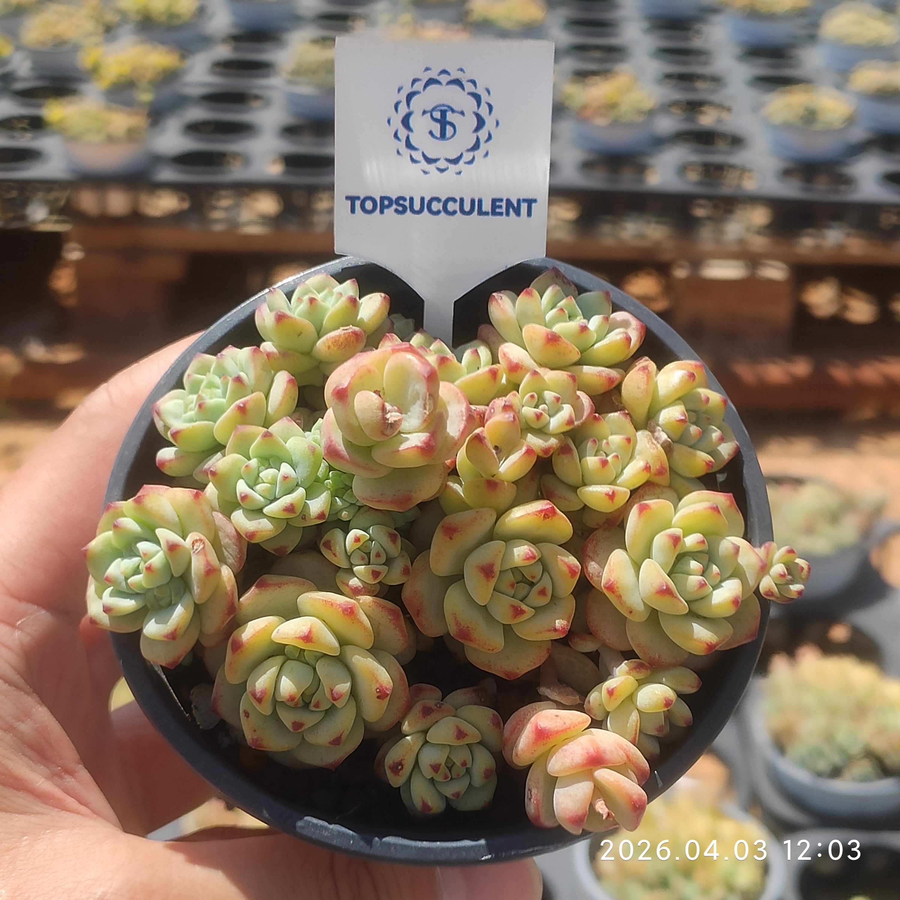 精選 群生苗一覧 – Top Succulent®