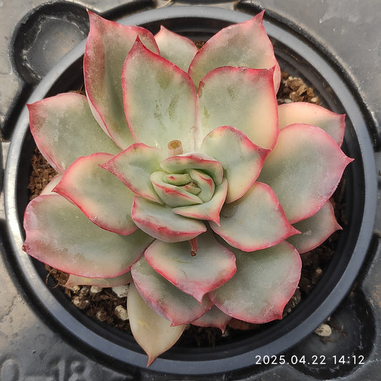 MMY1032 エスター錦 （9cm pot）