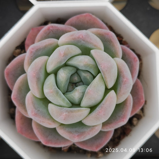 WWA169 モンロー x アイスグリーン（7cm pot）