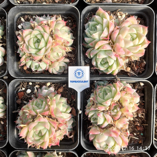 22189 パンドラ Hyb（7cm pot）