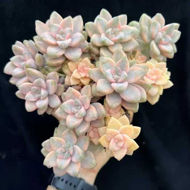 22011 ティテュバンス錦（9cm pot）