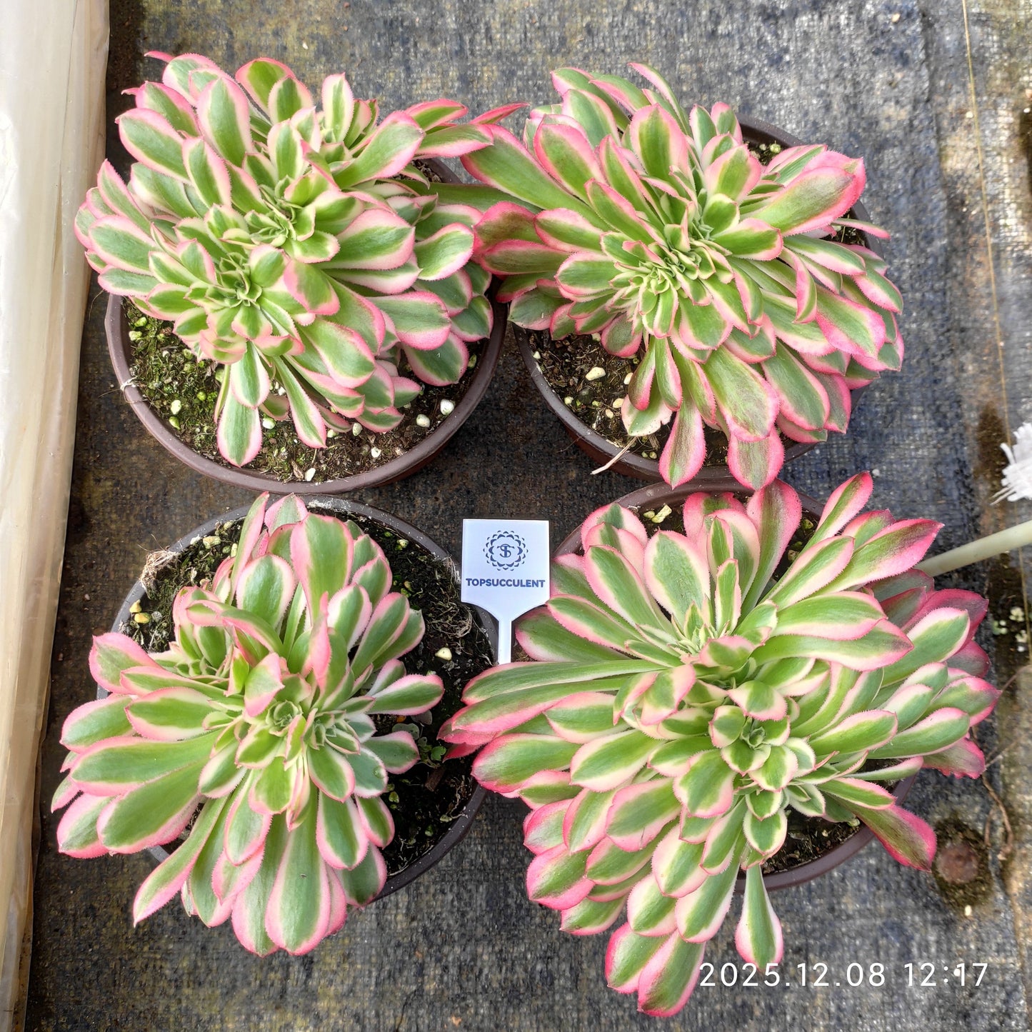 23223 アエオニウム　ウィッチ綴化（14cm pot）