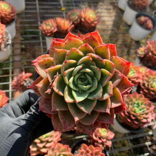 24112 レッドクイーン