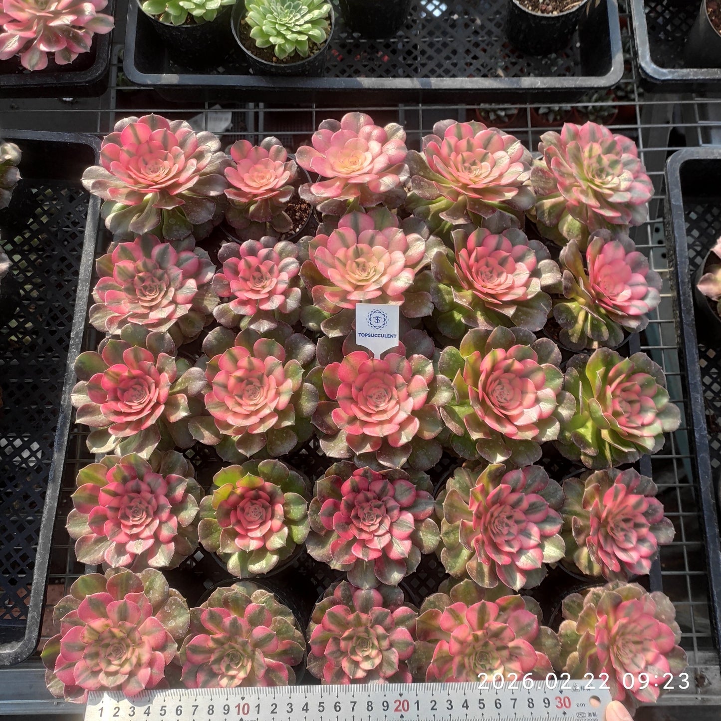 26086 アエオニウム ライチー