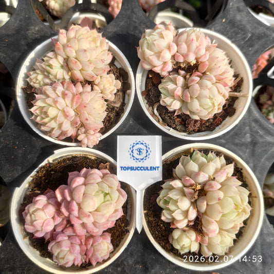 16409 ボールオブファット