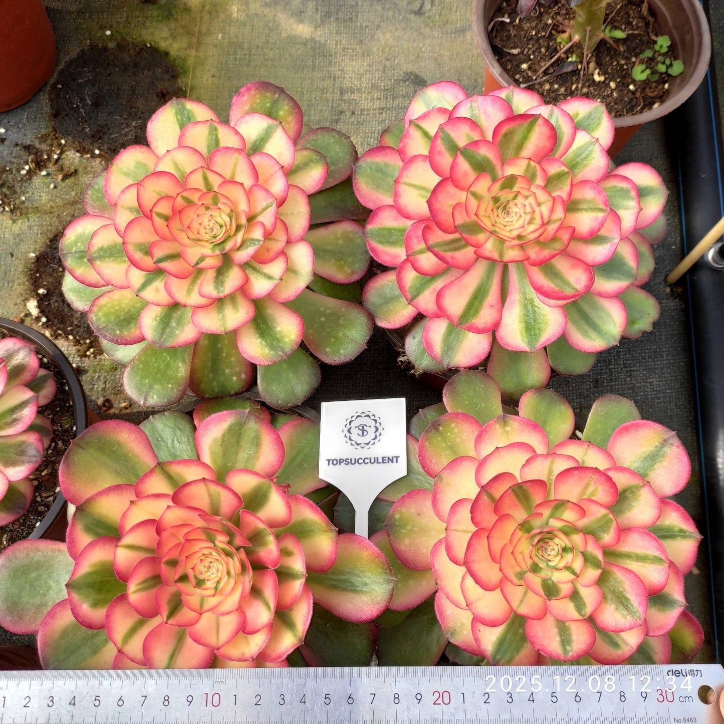 23230 エグプラーント　ブラーンチズ