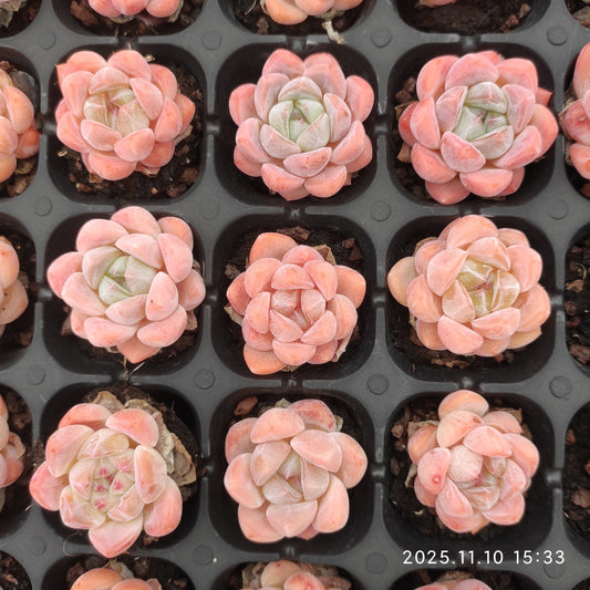 19440  スター　プラス（3cm pot）（ポット苗）