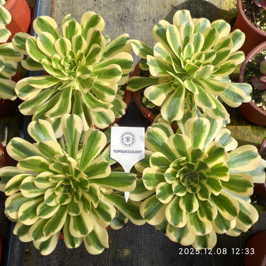 23228 アエオニウム　マバハ（15cm pot）