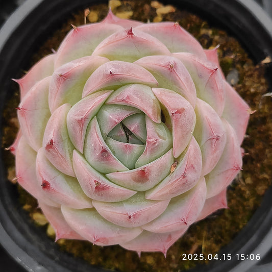 QN707 ピンククリスタルローズ（9cm pot）