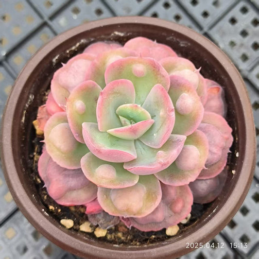 LG315 レインドロップス（7cm pot）