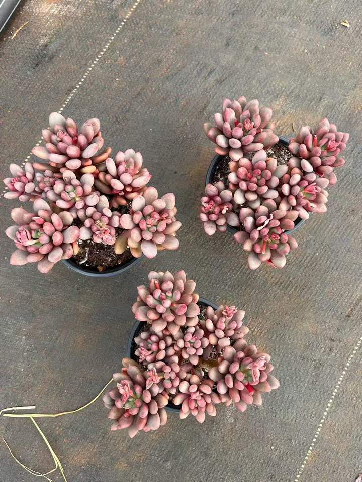 T26426 ジェム　ビューティー