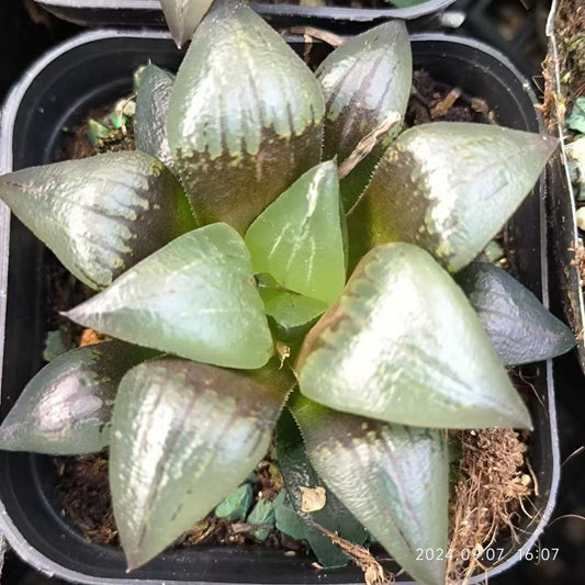 13159 レトゥーサ「レッドラインズ」