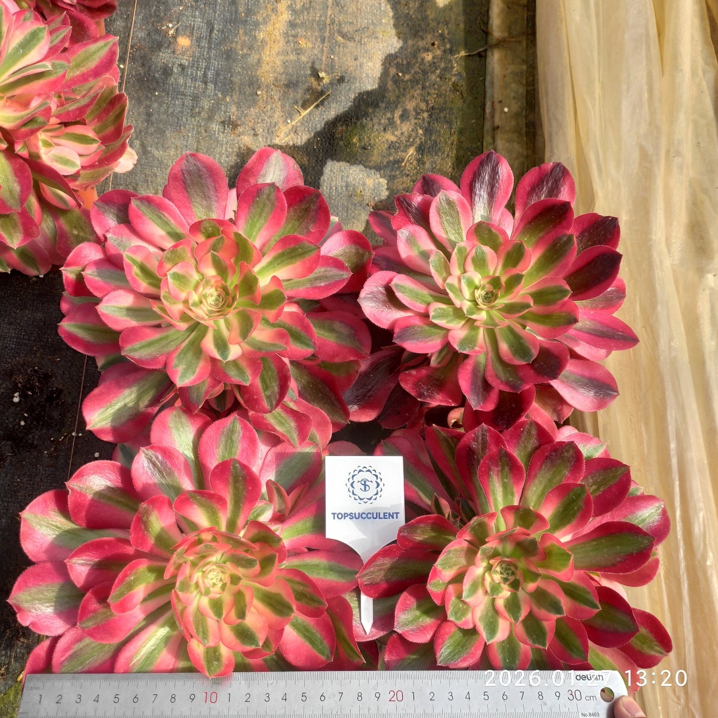 GDX017 アエオニウム　ウィッチ