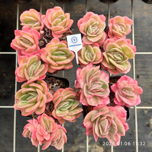 20881 アイスローズ