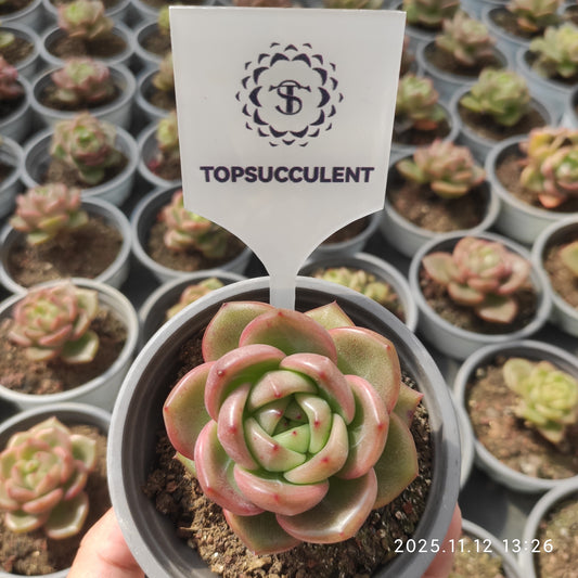 22519  チャーム　ジェニー（9cm pot）