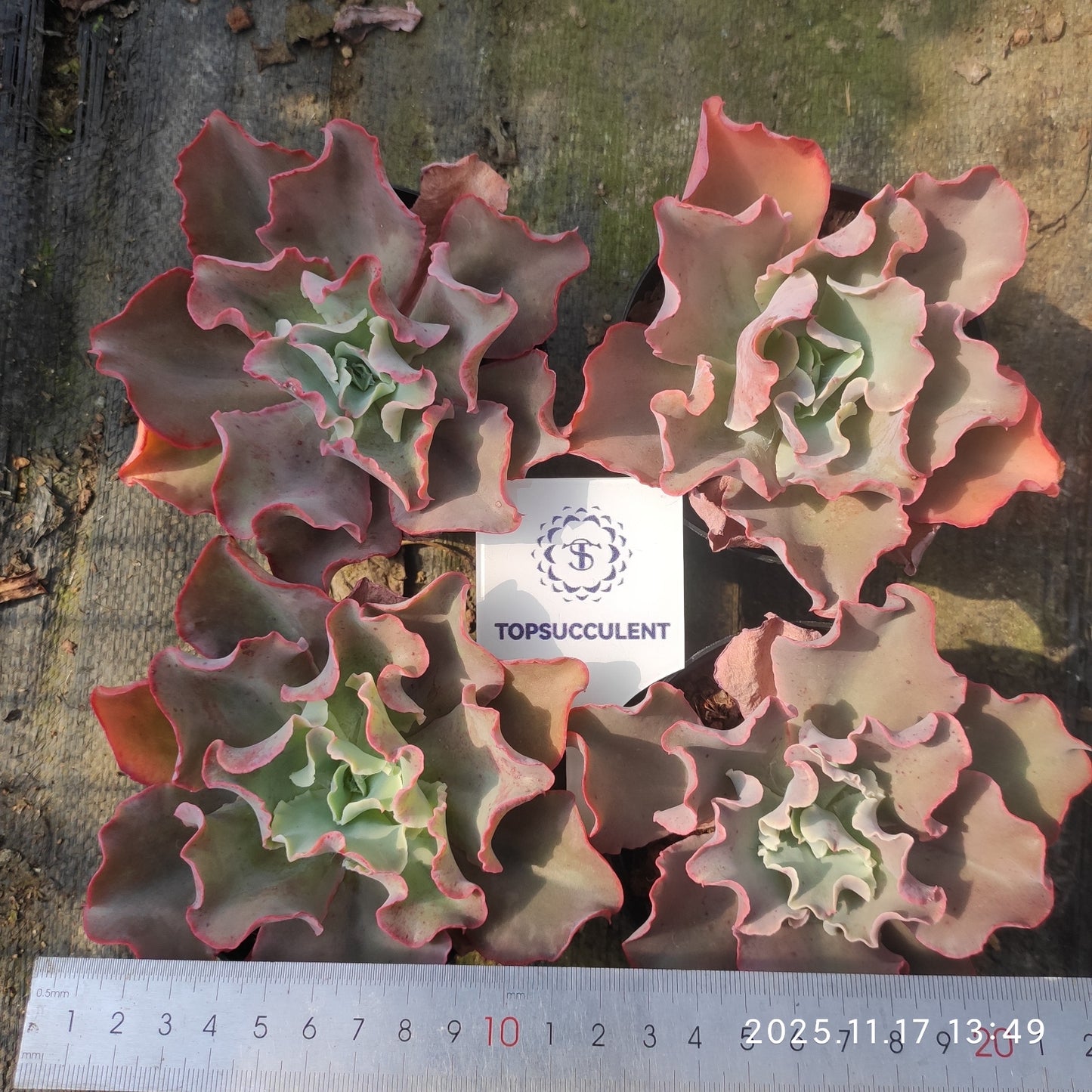 7177 タカサゴノオキナ(高砂の翁)