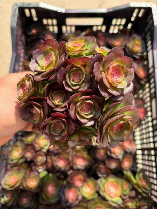 26472 ダークエンバー