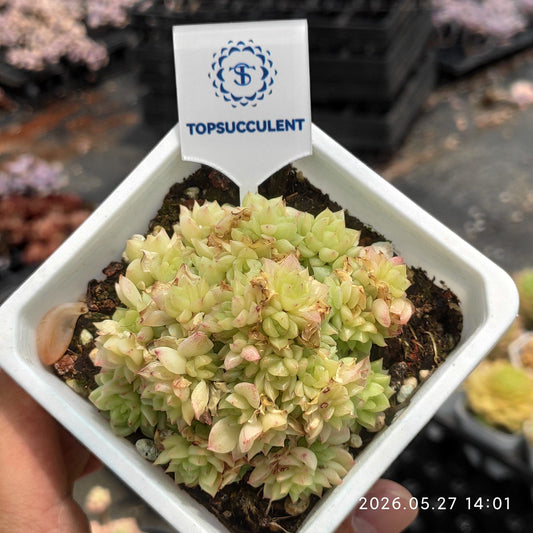 360336 ペール ゴールド