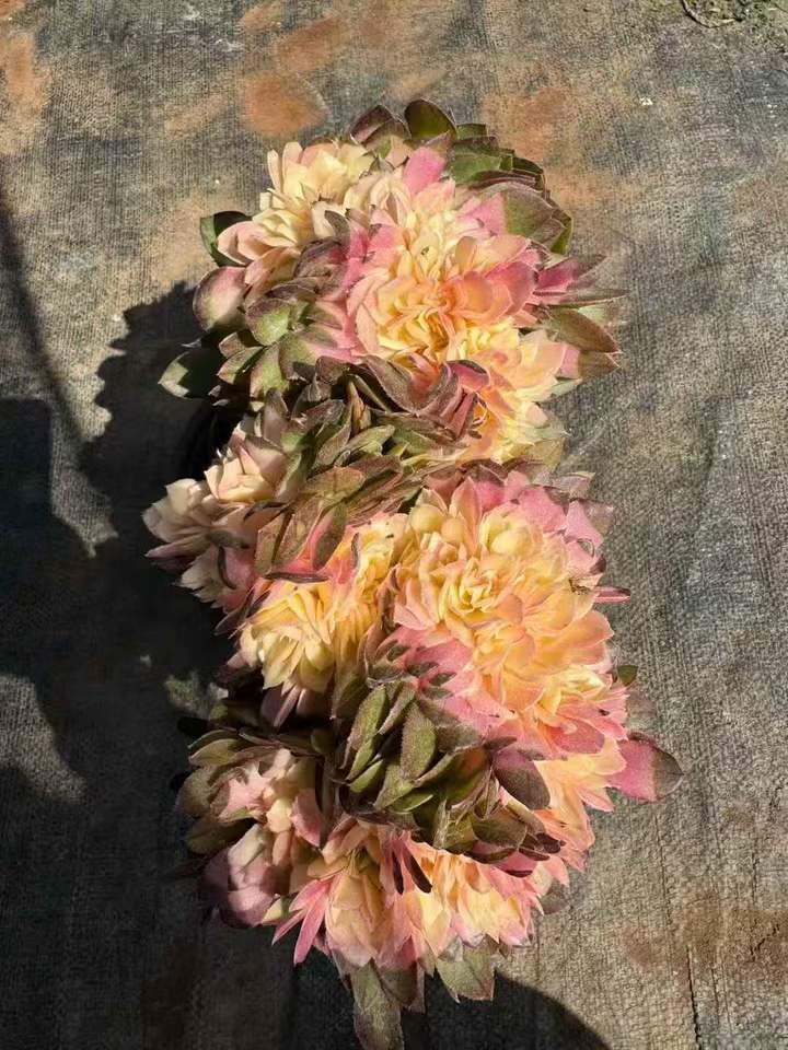 26501 アエオニウム　ハロウィン綴化薬錦