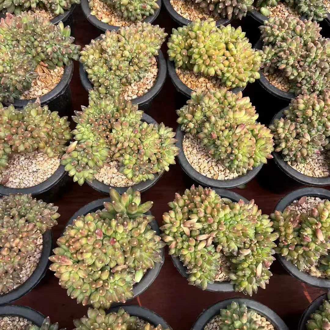 360025 コンパクタム綴化