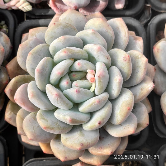 NGN269 フレーベル×モンロー(10cm pot)