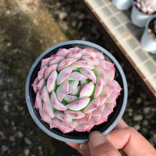 T26467 デザート　ローズ