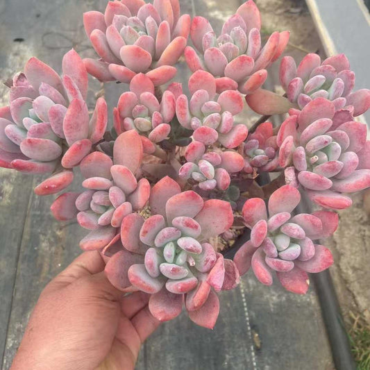 360020 シンデレラ