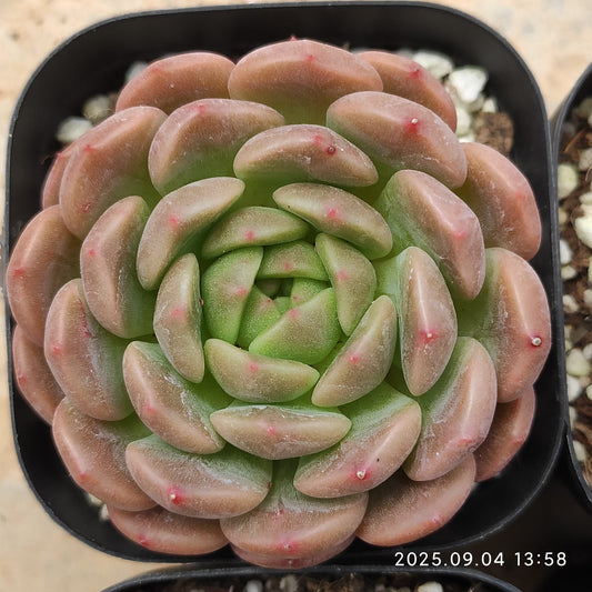 MMY1241 パシフィックプリンセス（6.3cm pot）