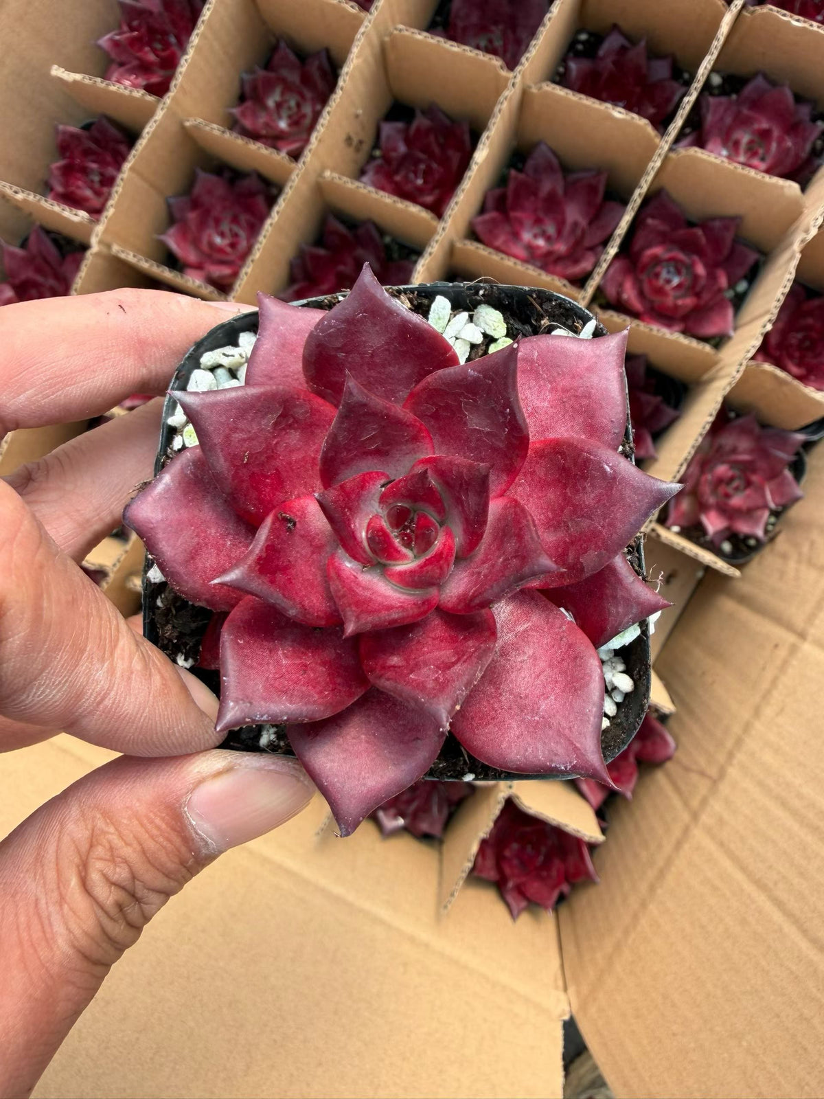364612 ロビン