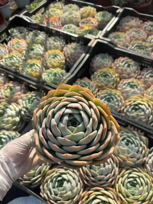 263471 フェニックスオレンジ