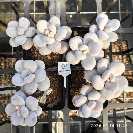 24709 オビファーラム　ムーン　ストーン