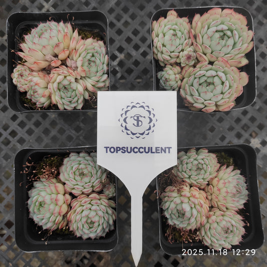 21629 オーストラリアキャプテンハイ