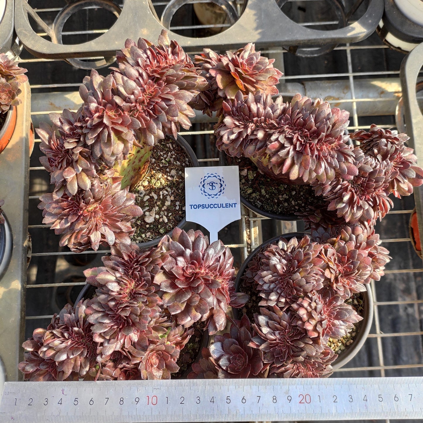 21309 ブラック　ビューティー綴化