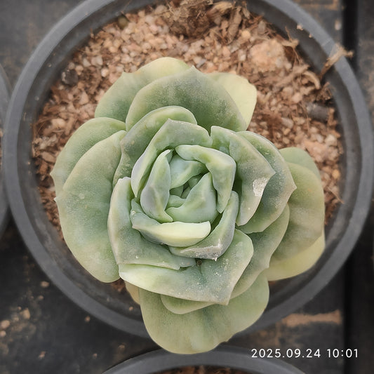 ON442 ラブリーローズ錦（7cm pot）