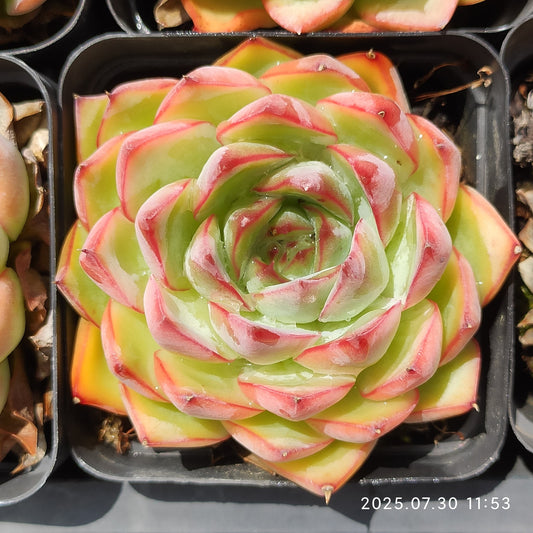 QN839 シルエット×ダークアイス（6.5cm pot）