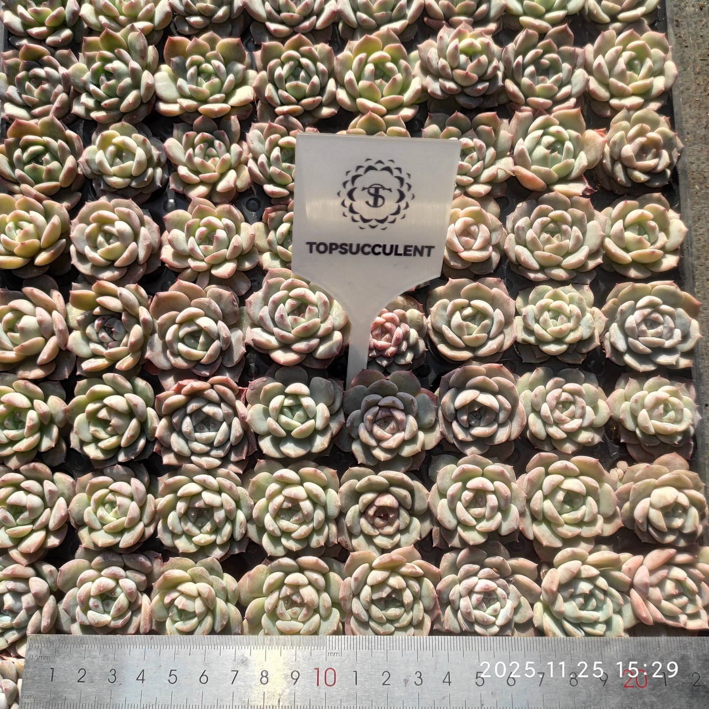 220561 ブルーバードhyb（3cm pot）（ポット苗）