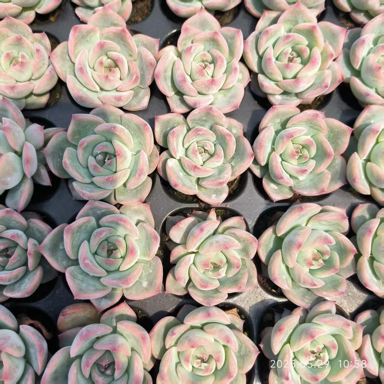 * Top エケベリア 25個 0508-WKQ-018 Echeveria Aquarias多肉植物 韓国 多肉  エケベリア プラグトレー苗 20250918 \u2013 Top Succulent®