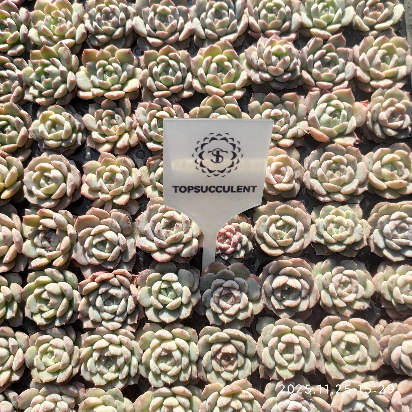 220561 ブルーバードhyb（3cm pot）（ポット苗）