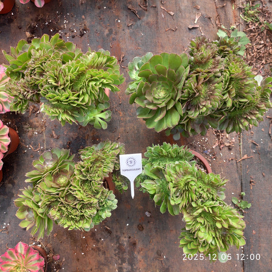 21670 アエオニウム　ハロウィン綴化（17cm pot）