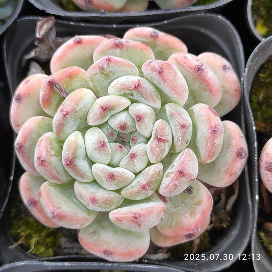 QN610 ビヨンテ（6.5cm pot）