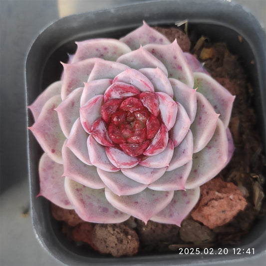 ZZA269 レッドベルベット （7cm pot）