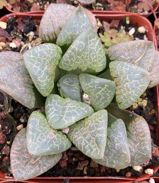CS114 万華鏡マンゲキョウ (7cm pot)