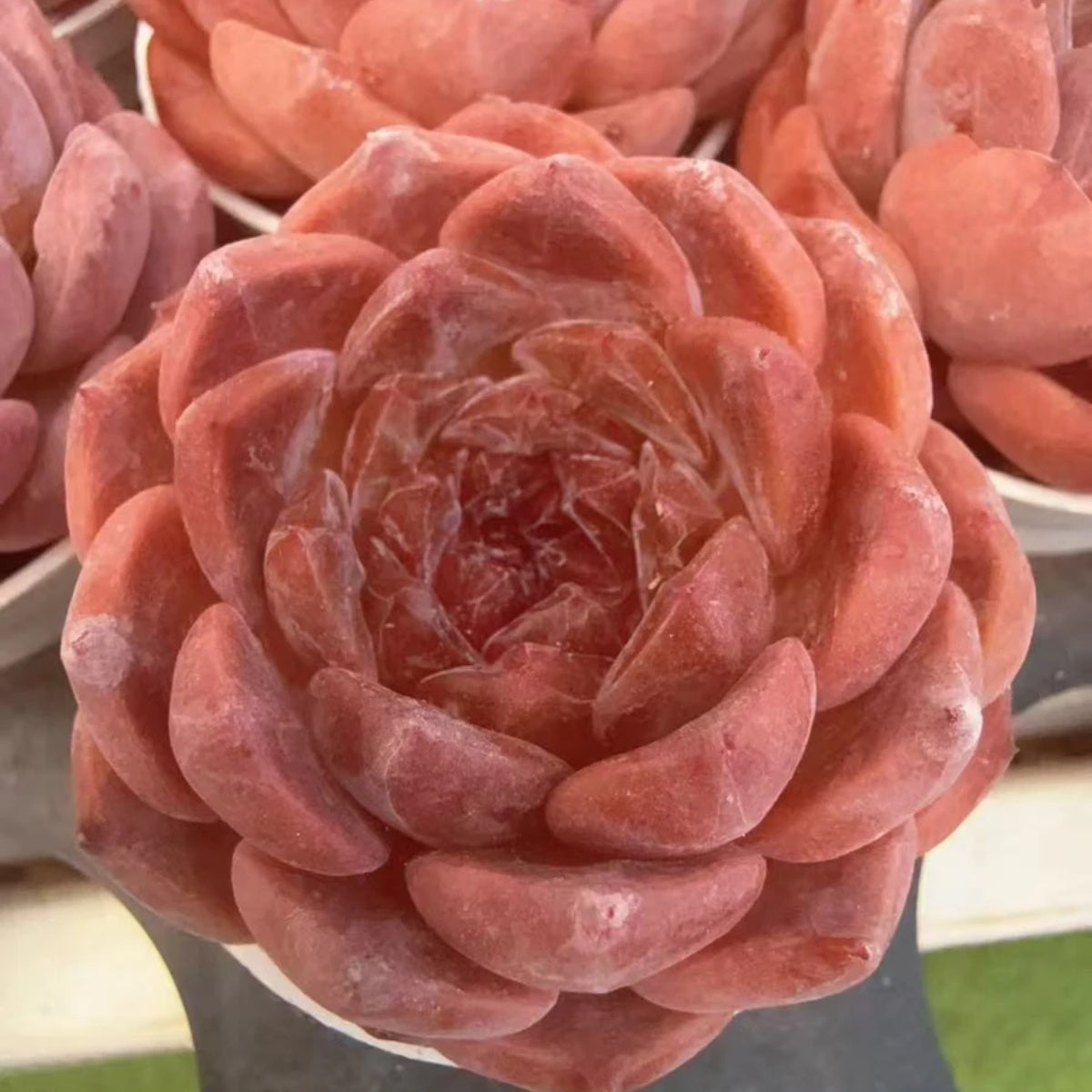 専用　フローレンス錦　抜き苗 特選フローレンス錦フィレンツェ錦大苗最上級斑発根済抜き苗多肉植物