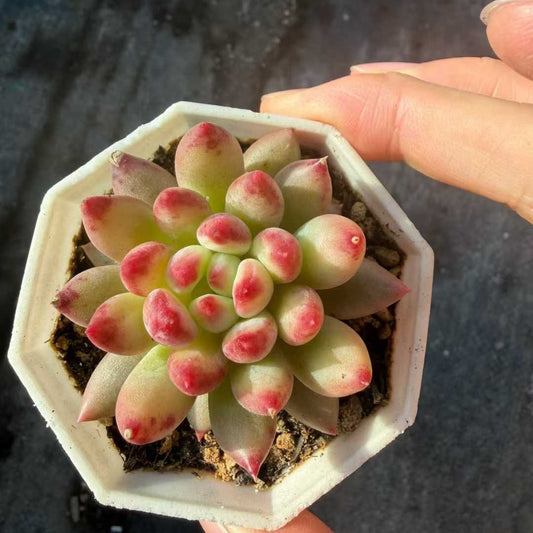 23616 コーンポッピー（7cm pot）