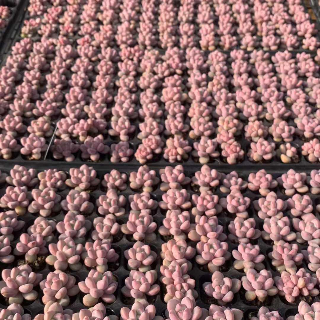 25430 サクラ フロスト