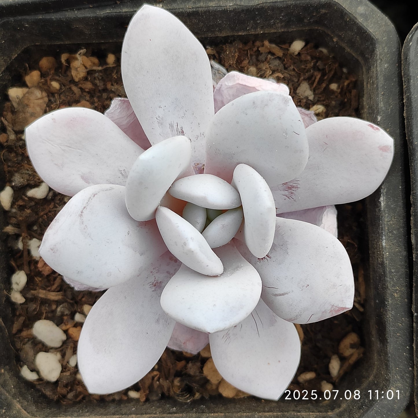 DQ087 ラウイ (9cm pot)