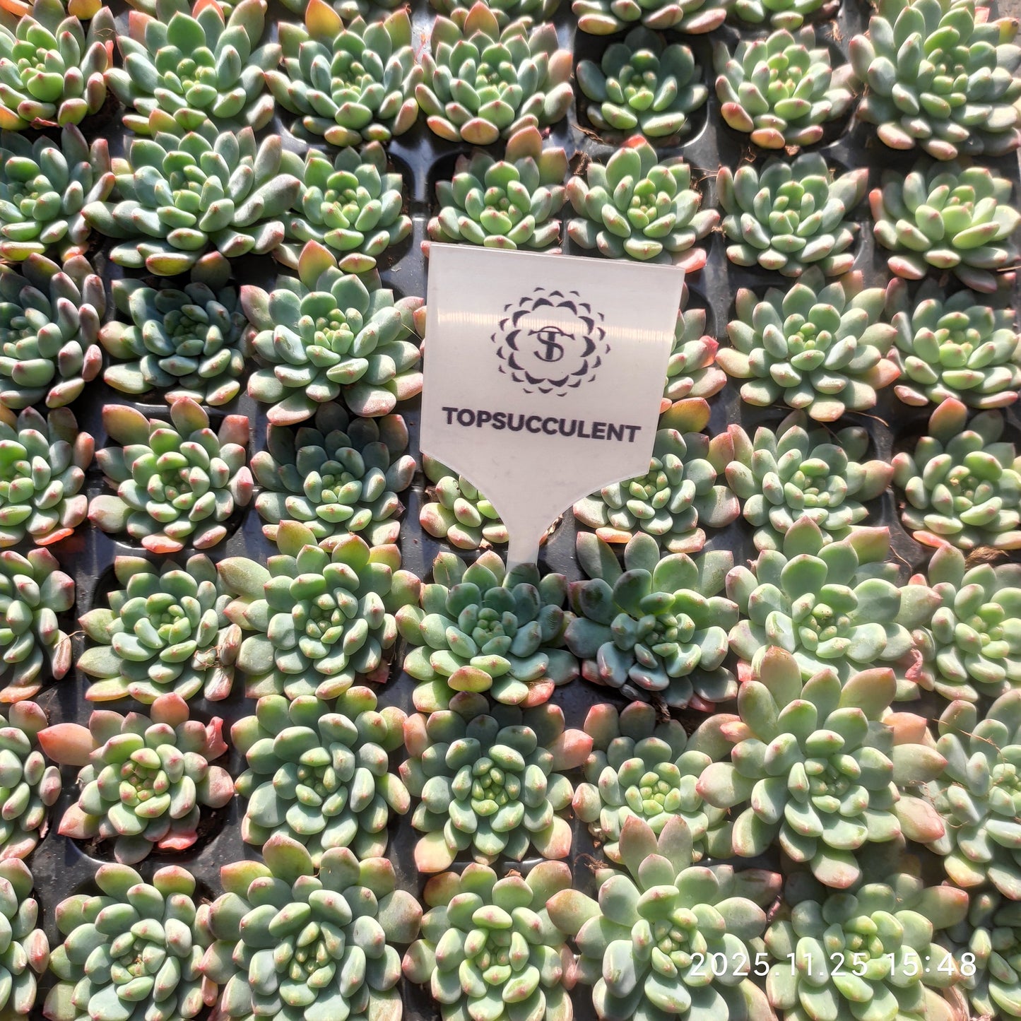 220671 ブルーエルフ（3cm pot）（ポット苗）