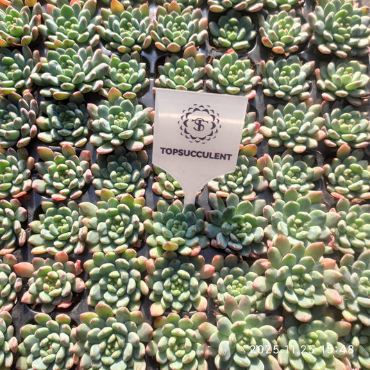 220671 ブルーエルフ（3cm pot）（ポット苗）