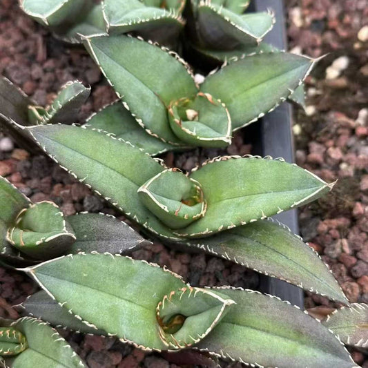 20320 アガベ　ホワイト　ソーン